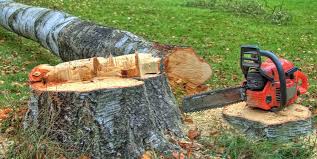 Best Lawn Dethatching  in Baird, TX