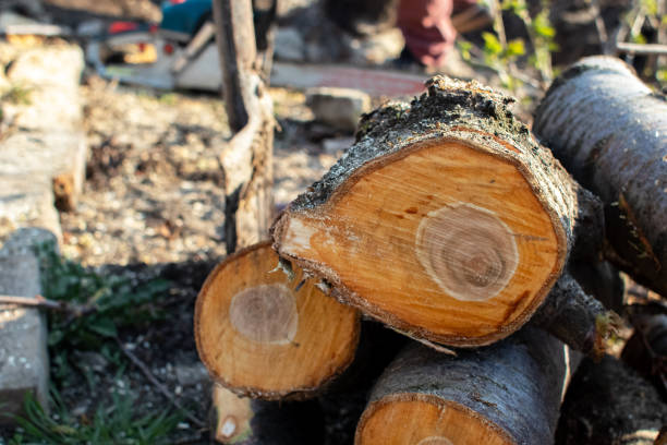 Trusted Baird, TX Tree Care Experts