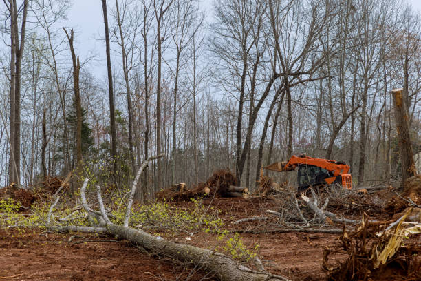 How Our Tree Care Process Works  in  Baird, TX