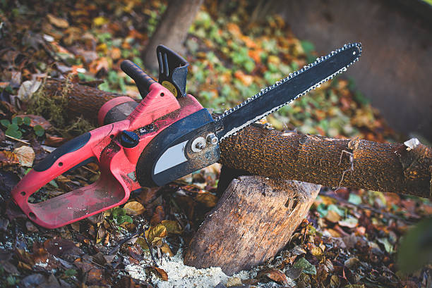 Best Tree Risk Assessment  in Baird, TX